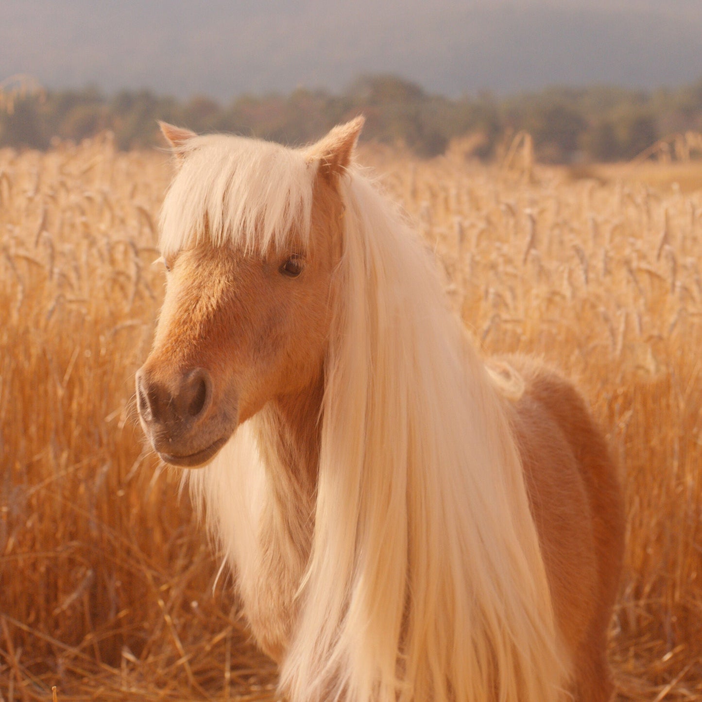halo-glow-liquid-filter-f6 pony_pdp_2_e2011e9a-b9dd-4967-9b0f-b2fb03df5f80.jpg